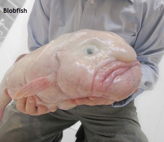 Weird Creature around the World - Blobfish