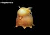 Weird Creature around the World - Grimpoteuthis aka Dumbo Octopus