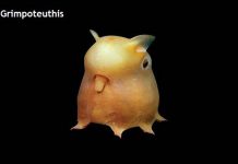 Weird Creature around the World - Grimpoteuthis aka Dumbo Octopus