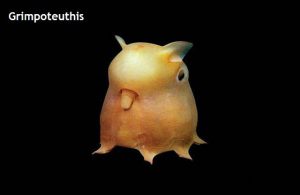 Weird Creature around the World - Grimpoteuthis aka Dumbo Octopus