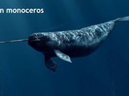 Weird Creature around the World - Monodon Monoceros aka Narwhale