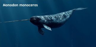 Weird Creature around the World - Monodon Monoceros aka Narwhale