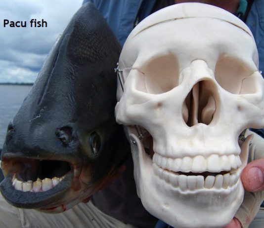 Weird Creature around the World - Pacu Fish