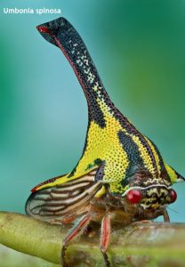 Weird Creature around the World - Umbonia Spinosa aka Thorn Bug