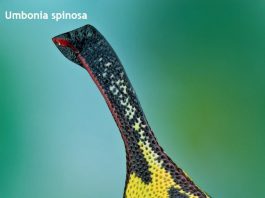 Weird Creature around the World - Umbonia Spinosa aka Thorn Bug